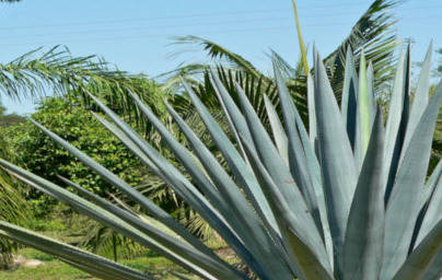 Agave Agave