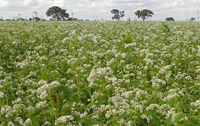 Ajda (Fagopyrum esculentum) Ajda (Fagopyrum esculentum)
