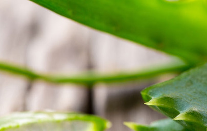 Aloe vera