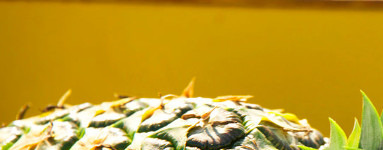 Ananas (Ananas comosus)