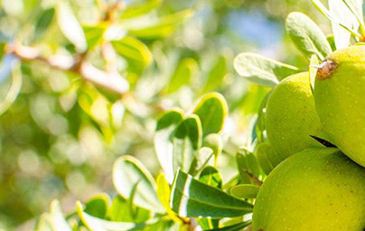Argan (Argania Spinosa)