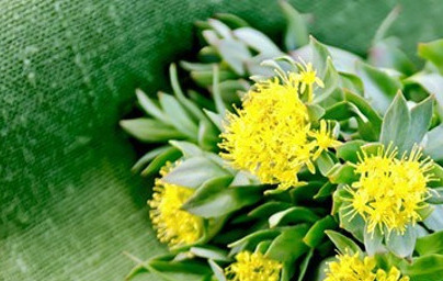 Rožni koren (Rhodiola Rosea)