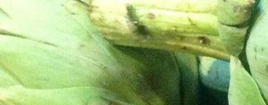 Artičoka (Cynara scolymus)