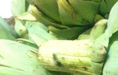 Artičoka (Cynara scolymus)