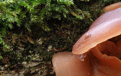 Auricularia Auricularia