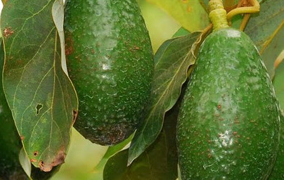 Avokado (Persea americana)