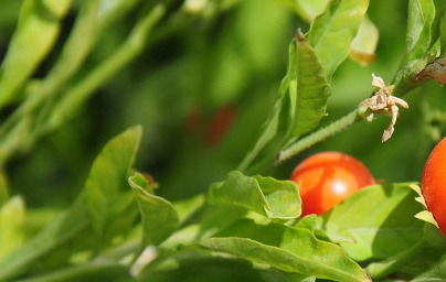 Ašvaganda (Withania Somnifera)