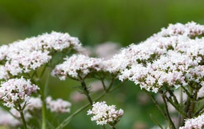 Baldrijan (Valeriana officinalis)