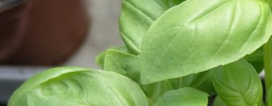 Bazilika (Ocimum basilicum)