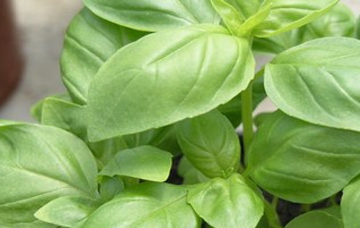 Bazilika (Ocimum basilicum)