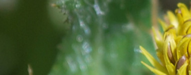 Benediktinka (Cnicus benedictus)