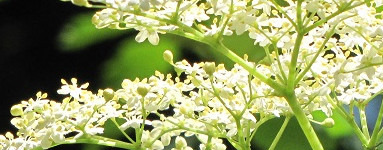 Bezeg (Sambucus)