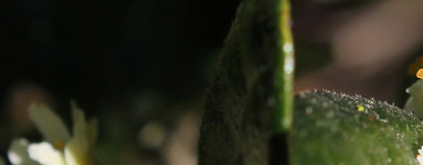 Boldovec (Peumus boldus)