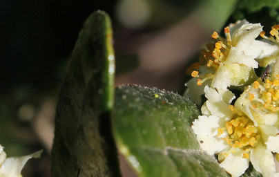 Boldovec (Peumus boldus)