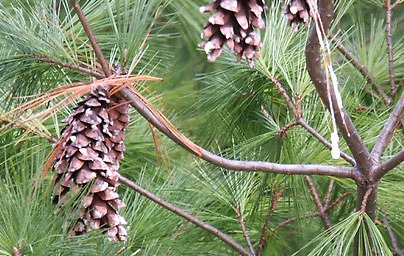 Bor (Pinus)