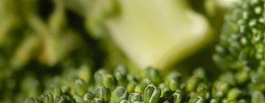 Brokoli (Brassica oleracea var. Italica)