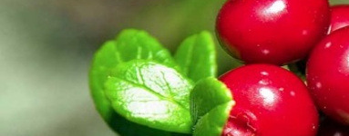 Brusnica (Vaccinium vitis-idaea)