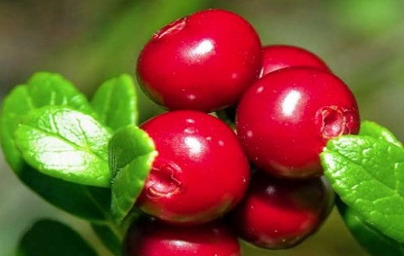 Brusnica (Vaccinium vitis-idaea)