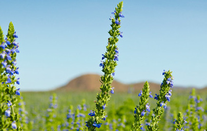 Chia (Salvia hispanica)