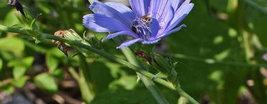 Achicoria común (Cichorium intybus L.) 