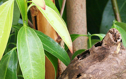 Cimet (Cinnamomum verum)