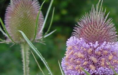 Divja ščetica (Dipsacus fullonum)