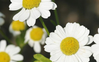 Feverfew (Tanacetum parthenium) Feverfew (Tanacetum parthenium)