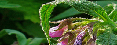 Gabez (Symphytum officinale)