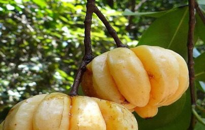 Garcinia (Garcinia Cambogia) Garcinia (Garcinia Cambogia)