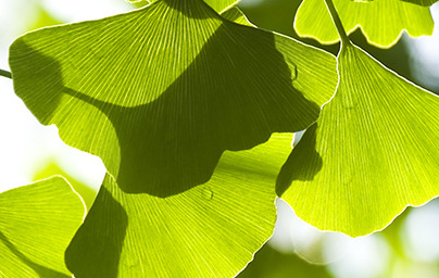 Ginko (Ginkgo biloba)