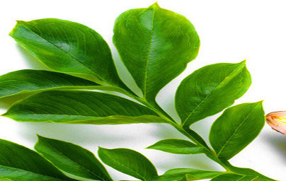 Glukomanan Glukomanan