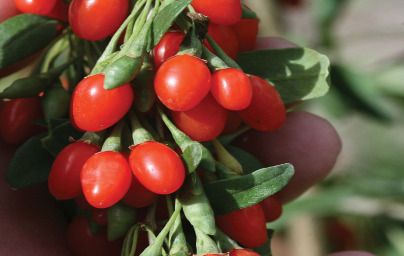 Goji jagode (Lycium barbarum)