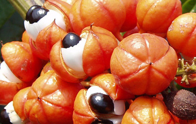 Guarana (Paullinia cupana) Guarana (Paullinia cupana)