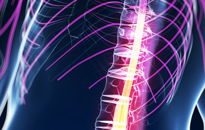 Hrbtenjača Hrbtenjača