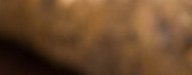 Hren (Armoracia rusticana)