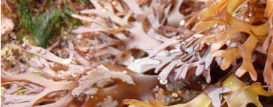 Irski mah - Chondrus crispus