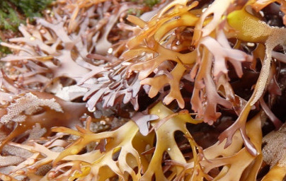 Irski mah - Chondrus crispus