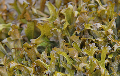 Islandski lišaj (Cetraria islandica)