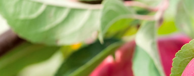 Jablana (Malus domestica)