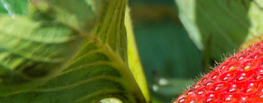 Jagode (Fragaria vesca)