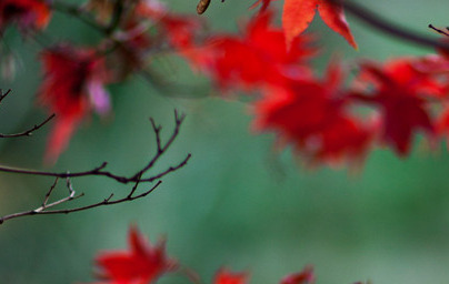 Javor (Acer) Javor (Acer)