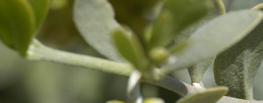 Jojoba (Simmondsia chinensis)