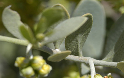 Jojoba (Simmondsia chinensis)