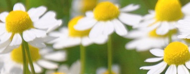 Kamilica (Matricaria chamomilla)