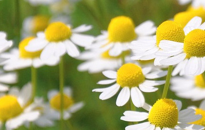 Kamilica (Matricaria chamomilla)