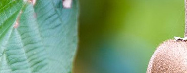 Kivi (Actinidia deliciosa)