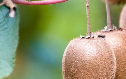 Kivi (Actinidia deliciosa)