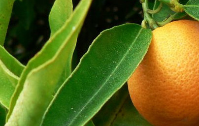 Klementine (Citrus x clementina)