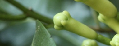 Klinčki (Syzygium aromaticum)