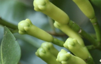 Klinčki (Syzygium aromaticum)